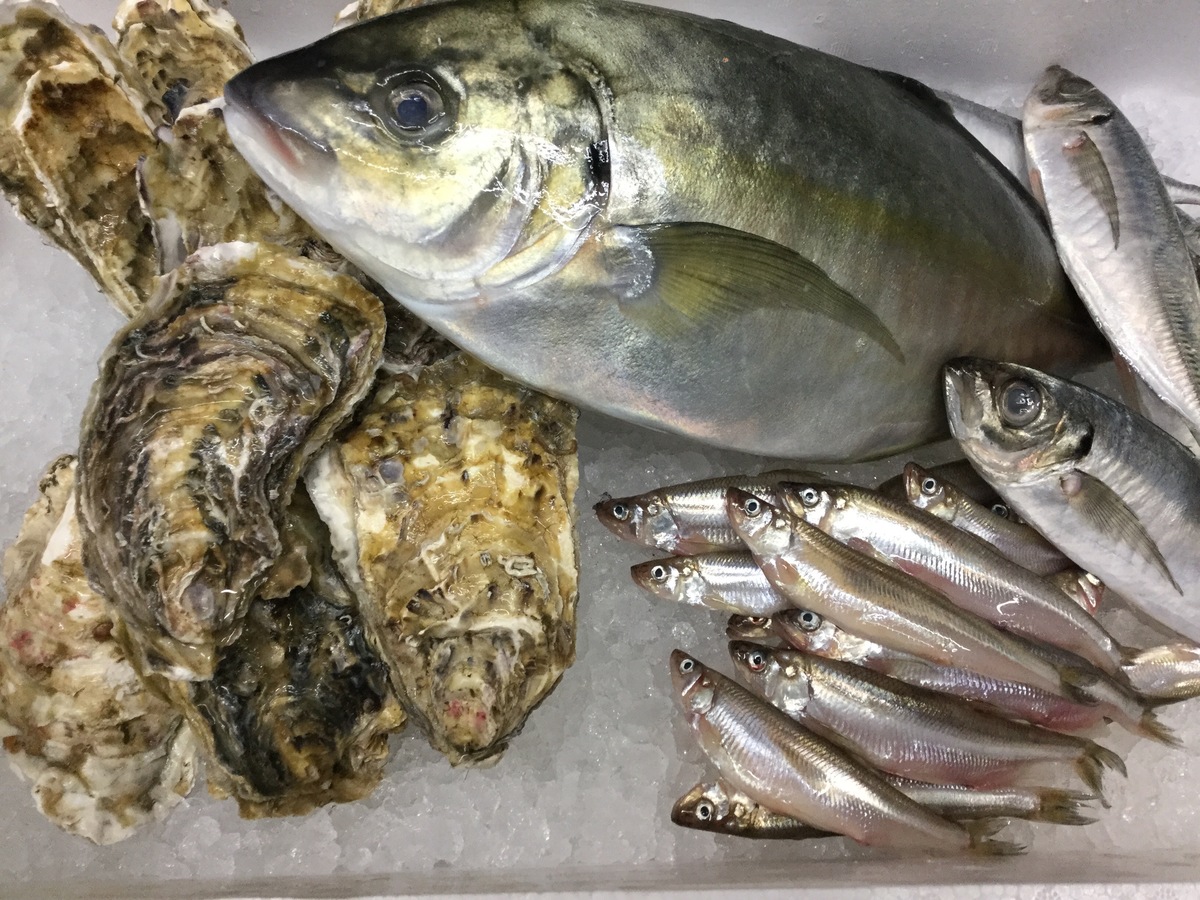 今日のお魚chan 居酒屋 おにやんま