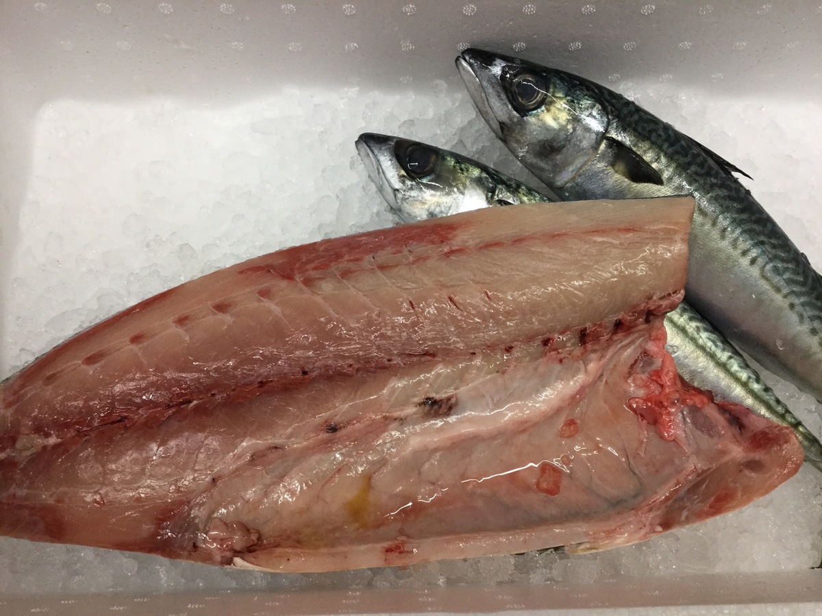 ご無沙汰してます 今日のお魚さんです 居酒屋 おにやんま