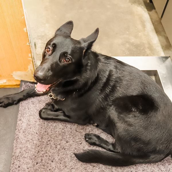 【愛犬と店内へ】中目黒エリアでは希少な、愛犬と共に「店内」でお食事をお楽しみいただける環境をご用意しております。看板犬「虎太丸（コタ）」も皆様をお迎えいたします。日常のお散歩帰りの休息や、愛犬家同士の交流の場としても最適です。大切なご家族であるワンちゃんと共に、心温まるひと時をどうぞ。