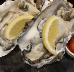 本日の生牡蠣