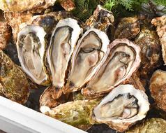平日限定復活！赤字覚悟！【牡蠣食べ放題コース】♪