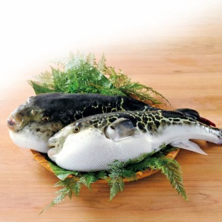 ◎First Auction◎ [Live-Caught Tiger Pufferfish] Limited to 2026/1/6~1/12 ★Shimonoseki Direct ★A5 Natural Tiger Pufferfish {7 items total} Reservations now being accepted