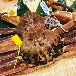 Full course of the highest grade Matsuba crab extra-large size with tags