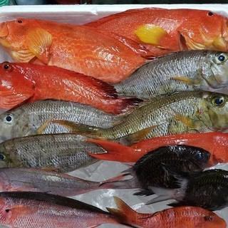 現地で獲れた直送の鮮魚でおもてなし致します！