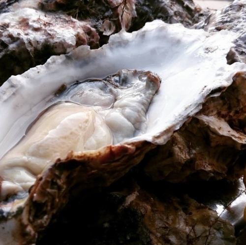 ◆毎月変わる旬のおすすめ料理と生牡蠣