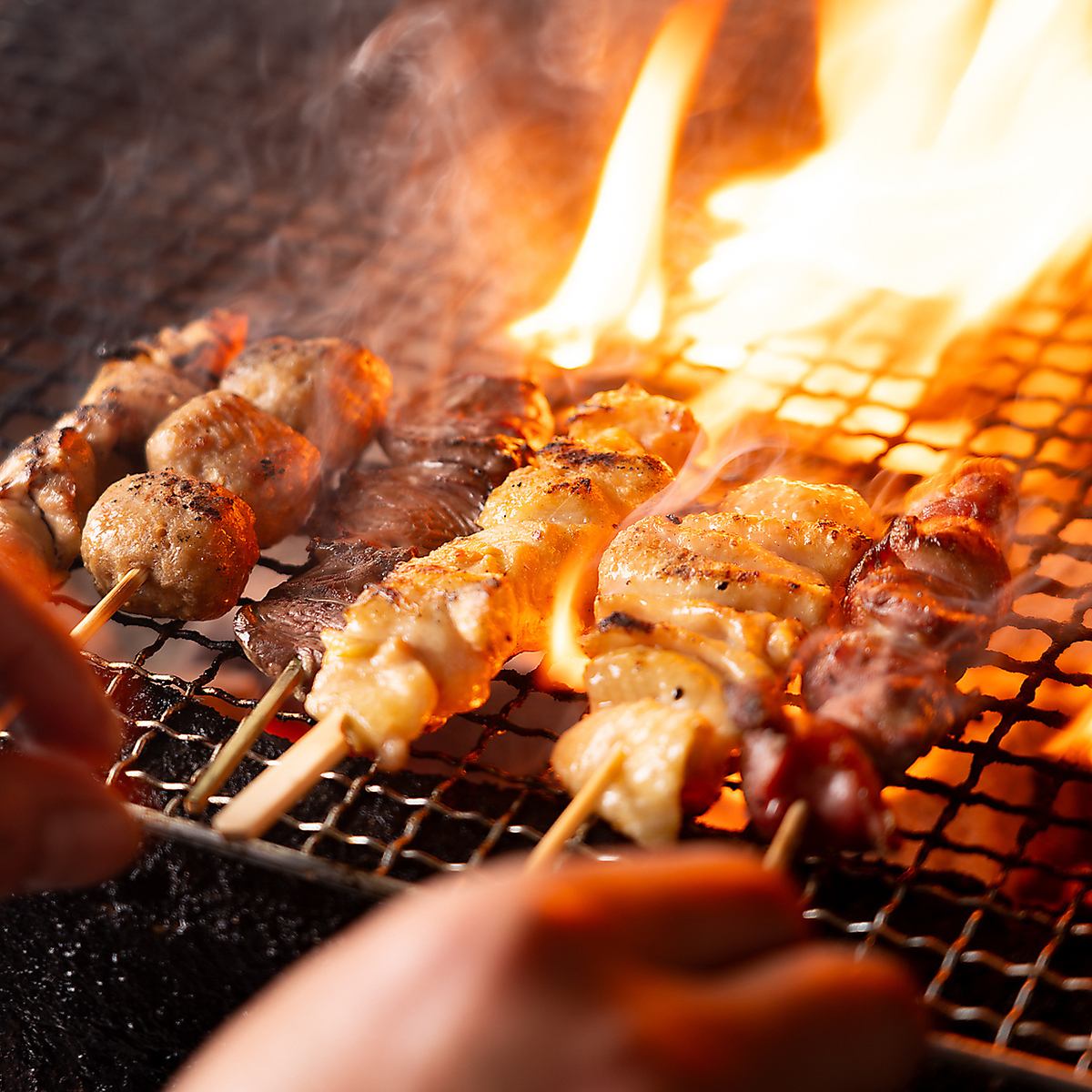 【地鶏の王様】名古屋コーチンを串焼きや炭火焼きで堪能！