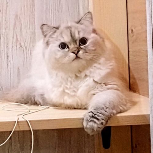 A must-visit bar for cat lovers!