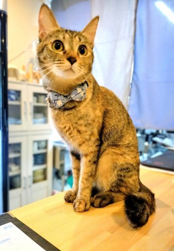 猫好き必見の飲み屋さん♪