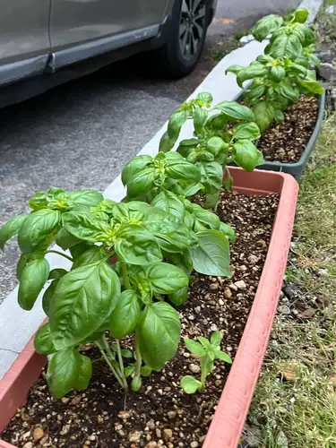 プランター　バジル　おいおい食べちゃいます