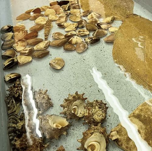 新鮮な海の幸が勢ぞろい