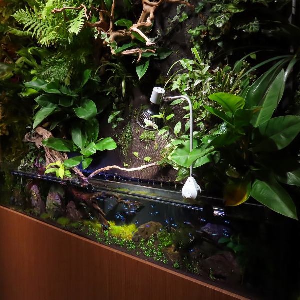 ◇◆～植物好き、動物好きさんが集うお店～◇◆スタッフは全員、動物関係の仕事や植物に詳しい者なのでご自宅の植物や水槽・魚のちょっとしたご相談にも乗ります♪気軽に話しかけてください！また、壁に広がる植物はスタッフが考えてデザインしました。植物の成長を一緒に見守って頂けたら嬉しいです。