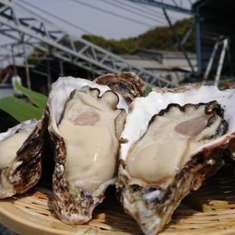 [Limited time offer! 90 minutes of all-you-can-eat selected raw oysters for 2,499 yen (2,749 yen including tax)] +1,200 yen (1,320 yen including tax) for all-you-can-drink!