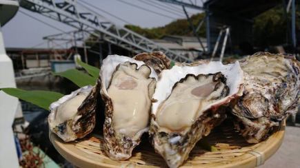 [Limited time offer! 90 minutes of all-you-can-eat selected raw oysters for 2,499 yen (2,749 yen including tax)] +1,200 yen (1,320 yen including tax) for all-you-can-drink!