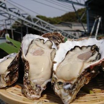 【期間限定♪厳選生牡蠣食べ放題】赤字覚悟！生牡蠣食べ放題！90分『食べ放題4,500円⇒2,749円』