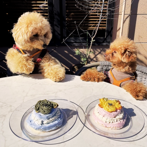 愛犬と一緒にお食事を…