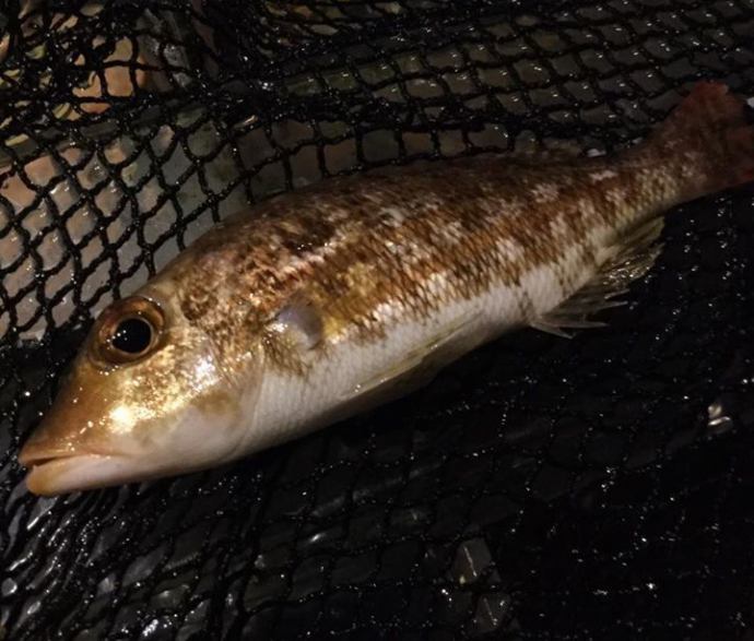 ニュース 雑魚屋 長崎思案橋店