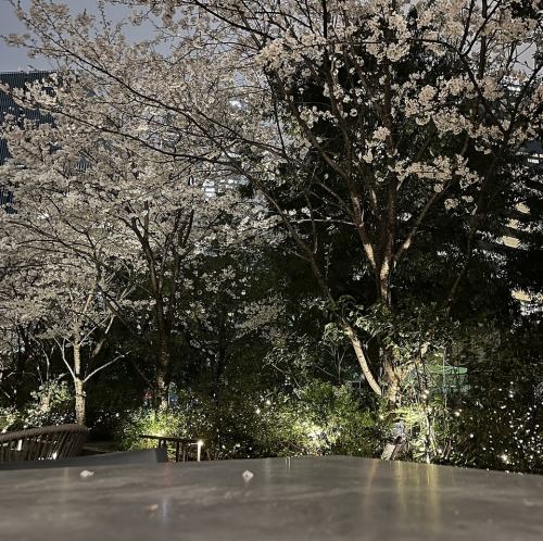 テラス限定~お花見プラン