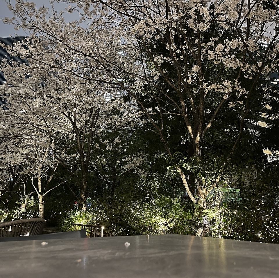 ★ 테라스 석 한정! 하나미 슈라스코 ★ 연회, 마시기 추천!