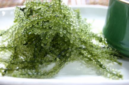 【お料理のみ】ラフテーや海ブドウなど沖縄料理が盛り沢山『メンソーレ沖縄満喫プラン』3,300円