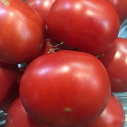 アメーラ(フルーツトマト)