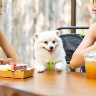 [Pets allowed!] Except for lunch time on weekdays (11:30-13:00), you can bring your favorite pets such as dogs and cats with you! Our restaurant also offers special food for pets. Please feel free to order♪