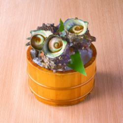 <Single item> Live Turban Shell 1 piece