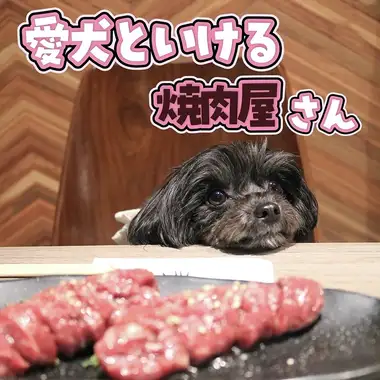 【ペット可】ご予約の際にお知らせください^_^同伴は店内の座敷席4席のみ可。ワンちゃんが座るためのペットシートをご持参ください。心配な子はマナーウェアを着用の上、ご来店ください。周りのお客さまに迷惑がかかってしまうと判断した場合には誠に勝手ながらご退出をお願いすることがございます。