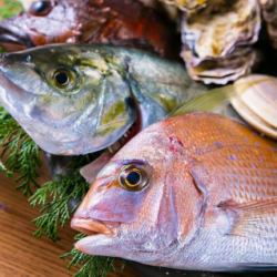 [本日のオススメ参照]産地直送の高級魚刺身