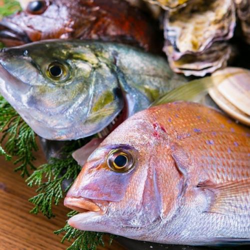 [本日のオススメ参照]産地直送の高級魚刺身