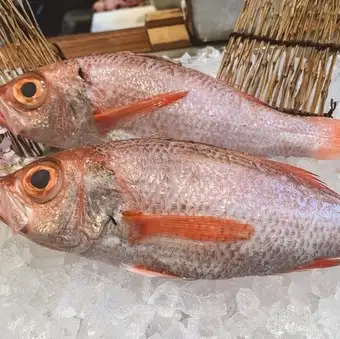 Red snapper