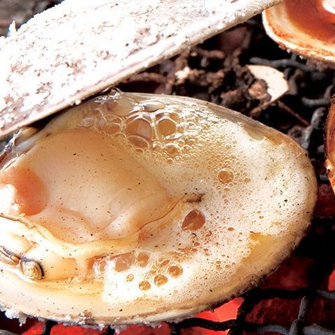 3 live clams