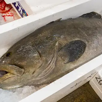 【飲放付／さえ木の贅沢コース】15kg超え天然アラを堪能（お造り、煮物、焼き物、土鍋ご飯など）