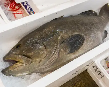 【飲放付／さえ木の贅沢コース】15kg超え天然アラを堪能（お造り、煮物、焼き物、土鍋ご飯など）