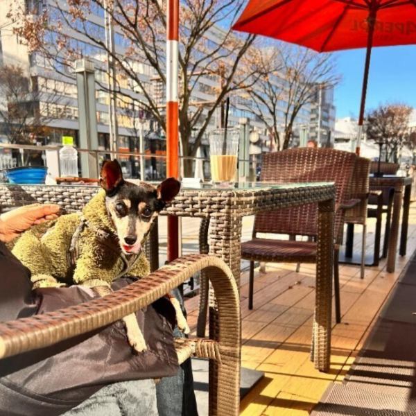 【ワンちゃん同伴OK！テラス席】気持ちいいテラス席はワンちゃんと一緒にお食事が楽しめます！温かいテラスで昼のみはいかがですか♪