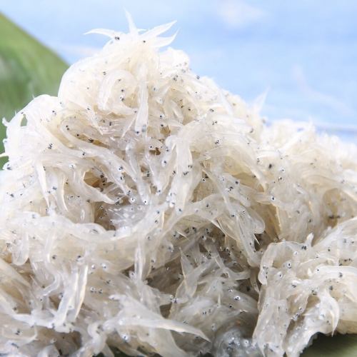 土佐【高知県】　ドロメ（チリズ・ぬた）／鰹のユッケ