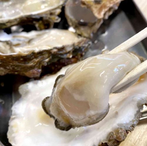 兵庫県産 生牡蠣 1ヶ