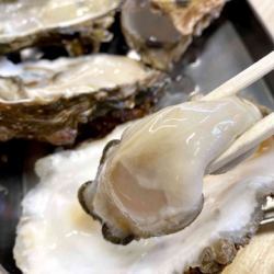 兵庫県産 生牡蠣 1ヶ