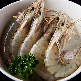 小海老(5匹)