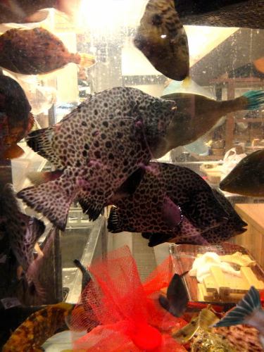 天草活魚の泳ぐいけす