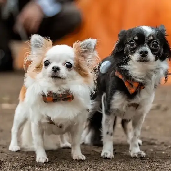 愛犬の誕生日・記念日に!特製バースデープレートをプレゼント!