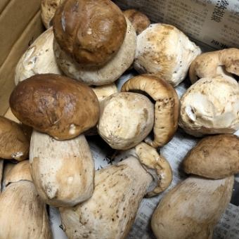 [Lunch only] Pasta course with fresh Italian porcini mushrooms