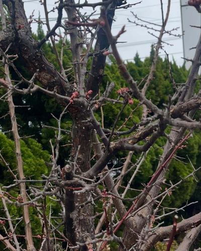 うっすら桜も咲いて来ましたが天気がイマイチ。。。

今日は定休日の月曜ですが、ゴールデンウィークで祝前日という事もあり営業しております♪

明日はお休みです！

#狸の気ばらし　#沖縄料理　#沖縄居酒屋　#新さっぽろ居酒屋　#新札幌居酒屋　#泡盛　
#札幌グルメ　#新さっぽろグルメ　#新札幌グルメ #新札幌　#新さっぽろ
#札幌ご飯　#札幌ごはん　#厚別