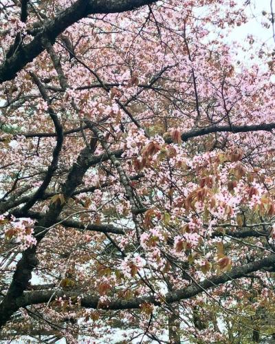We will be closed on 5/7 and 5/8.
We will be open from 5/9.
Thank you very much for your cooperation.

I went to see the cherry blossom trees that I saw as a child, but most of the blossoms had already fallen.disappointing.
#Almost 30 years ago
#Tanuki no Kibarashi #Okinawa cuisine #Okinawa izakaya #Shin Sapporo izakaya #Shin Sapporo izakaya #Awamori
#SapporoGourmet #ShinSapporoGourmet #ShinSapporoGourmet #ShinSapporo #ShinSapporo
#Sapporo food #Sapporo food #Atsubetsu