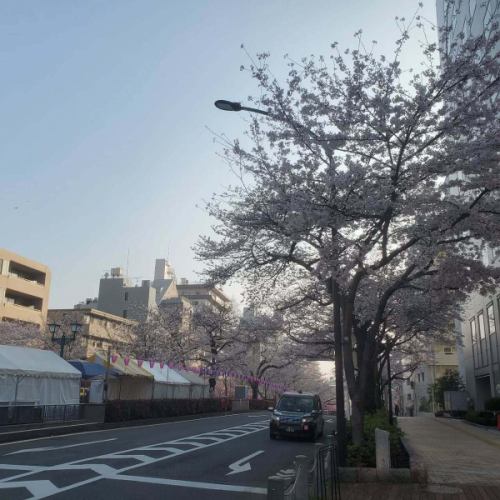 盛开啦……🌸

无论一朵花多么美丽……
这一切终有一天都会凋零……

这是日本规模最大的盛事，一年仅举办一次……🌸
一起玩吧！🌸
赏完樱花后……🌸请来……BASE咖啡馆……☕

#FullBloom #CherryBlossoms #Harimazaka #cafeBASE