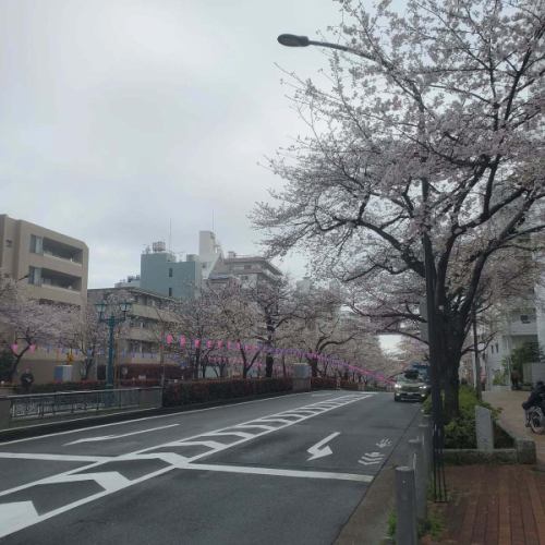 再走一步……

它们还没完全盛开，但是……
它们现在正值盛花期🌸

#樱花 #FullBloom #Harimazaka #cafeBASE