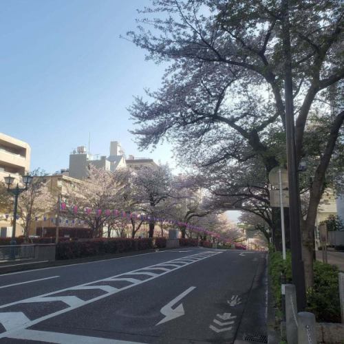 嗯？

綠植更多了，但是……花朵依然盛開！ 🌸

#櫻花 #播磨坂