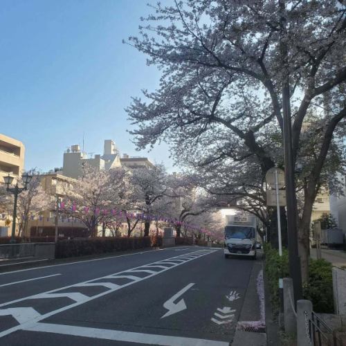 最後一章…

一年一度的盛大而壯觀的戲劇…
這個週末…看來我們終於要迎來最終章了🌸

雨水🌧️讓大地更堅實🌸，花瓣也跟著落下…🌸

明年見…🌸

#櫻花 #播磨坂