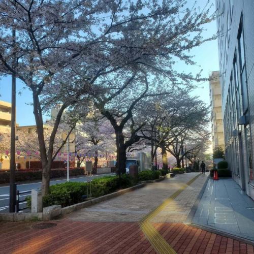 最後一章…

一年一度的盛大而壯觀的戲劇…
這個週末…看來我們終於要迎來最終章了🌸

雨水🌧️讓大地更堅實🌸，花瓣也跟著落下…🌸

明年見…🌸

#櫻花 #播磨坂