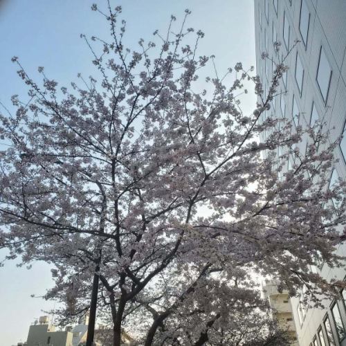 盛開…🌸

無論一朵花多麼美麗…
這一切終有一天都會凋零…

這是日本一年一度的盛事…🌸
一起玩吧！ 🌸
賞完櫻花後…🌸請來…BASE咖啡館…☕

#FullBloom #CherryBlossoms #Harimazaka #cafeBASE