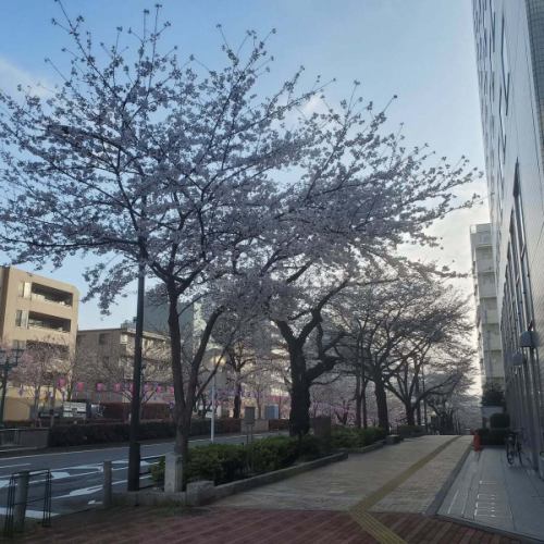 最後...

預計今天盛花期🌸
它們開始美麗地綻放了🌸

#櫻花 #播磨坂 #SakuraFestival